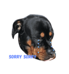 Rottweiler Chocolate（個別スタンプ：3）