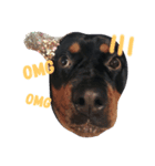 Rottweiler Chocolate（個別スタンプ：6）