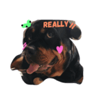 Rottweiler Chocolate（個別スタンプ：7）