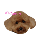 楽しい犬 小梅ちゃん（個別スタンプ：8）