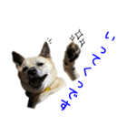 Dog-mei2（個別スタンプ：1）