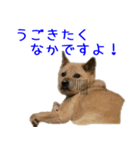 Dog-mei2（個別スタンプ：5）