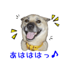 Dog-mei2（個別スタンプ：11）