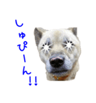 Dog-mei2（個別スタンプ：13）