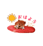 柴犬ハクくん（個別スタンプ：3）