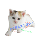 はまちとぽんずの日常（個別スタンプ：2）