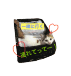 はまちとぽんずの日常（個別スタンプ：3）