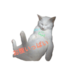 はまちとぽんずの日常（個別スタンプ：6）