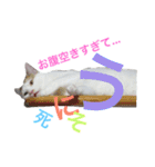 はまちとぽんずの日常（個別スタンプ：8）