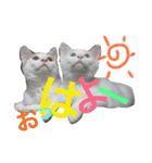 はまちとぽんずの日常（個別スタンプ：10）
