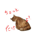 猫人間しゅんくん 2（個別スタンプ：1）