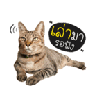 Life of Meow（個別スタンプ：1）
