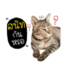 Life of Meow（個別スタンプ：2）