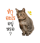 Life of Meow（個別スタンプ：3）