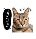 Life of Meow（個別スタンプ：4）