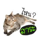 Life of Meow（個別スタンプ：6）