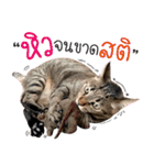 Life of Meow（個別スタンプ：7）