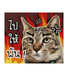 Life of Meow（個別スタンプ：8）