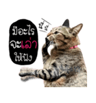 Life of Meow（個別スタンプ：9）