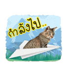 Life of Meow（個別スタンプ：10）