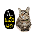 Life of Meow（個別スタンプ：11）