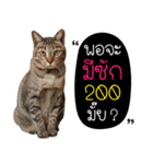 Life of Meow（個別スタンプ：12）