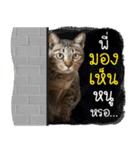 Life of Meow（個別スタンプ：13）