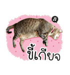 Life of Meow（個別スタンプ：14）