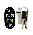 Life of Meow（個別スタンプ：16）