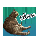 Life of Meow（個別スタンプ：19）