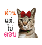 Life of Meow（個別スタンプ：22）