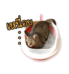 Life of Meow（個別スタンプ：24）