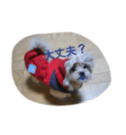 激かわミックス犬（個別スタンプ：9）