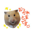 キンクマハムスターのチャイさん（個別スタンプ：2）