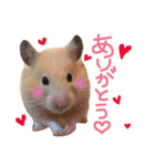 キンクマハムスターのチャイさん（個別スタンプ：3）