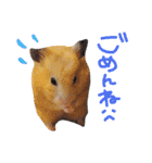キンクマハムスターのチャイさん（個別スタンプ：6）