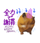 キンクマハムスターのチャイさん（個別スタンプ：7）
