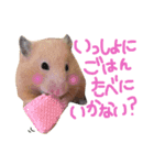 キンクマハムスターのチャイさん（個別スタンプ：8）