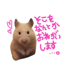 キンクマハムスターのチャイさん（個別スタンプ：9）