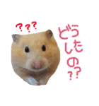 キンクマハムスターのチャイさん（個別スタンプ：11）