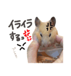 キンクマハムスターのチャイさん（個別スタンプ：13）