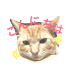 とらまろ♥スタンプpart2(敬語編)（個別スタンプ：3）