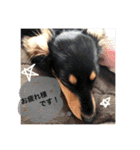 とらまろ♥スタンプpart2(敬語編)（個別スタンプ：4）