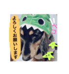とらまろ♥スタンプpart2(敬語編)（個別スタンプ：5）