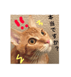 とらまろ♥スタンプpart2(敬語編)（個別スタンプ：9）