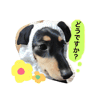 とらまろ♥スタンプpart2(敬語編)（個別スタンプ：10）