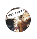 とらまろ♥スタンプpart2(敬語編)（個別スタンプ：14）