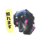 とらまろ♥スタンプpart2(敬語編)（個別スタンプ：15）