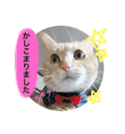 とらまろ♥スタンプpart2(敬語編)（個別スタンプ：16）
