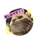 とらまろ♥スタンプpart2(敬語編)（個別スタンプ：21）
